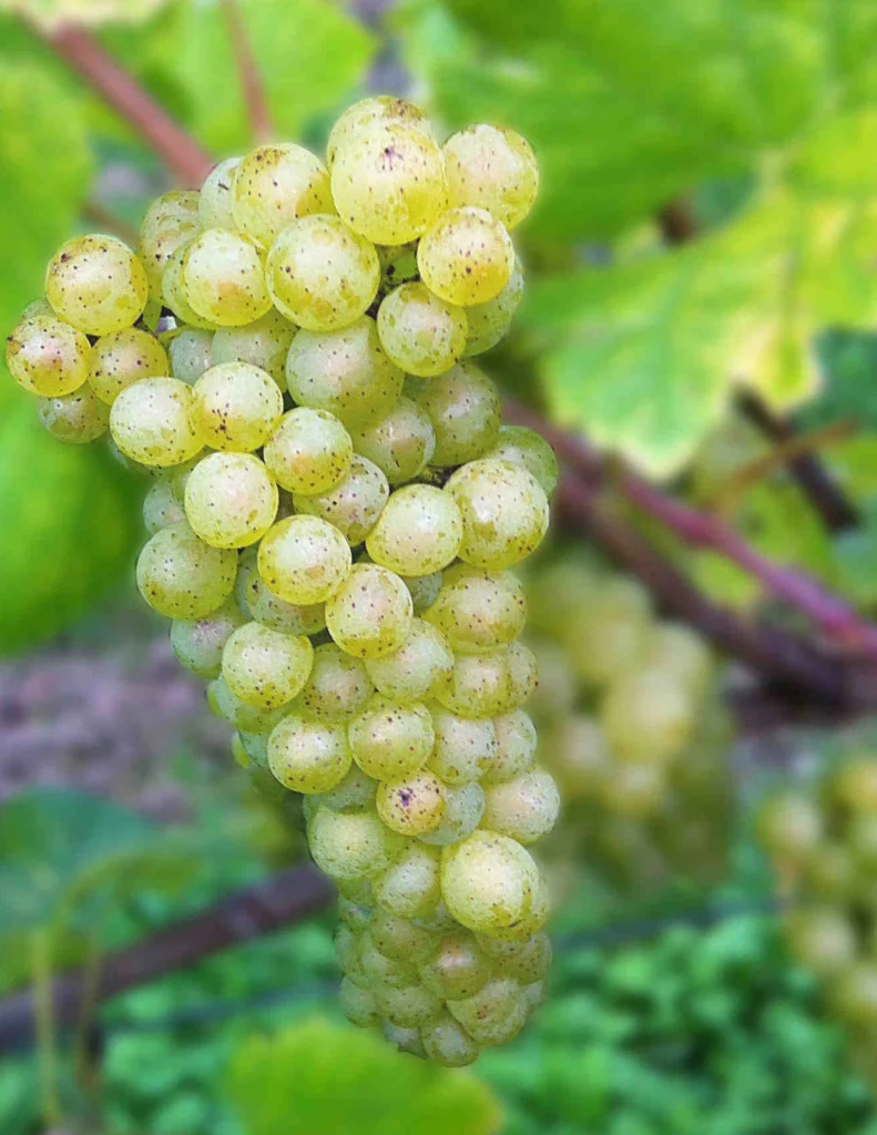 Weisser burgunder vom Kaiserstuhl